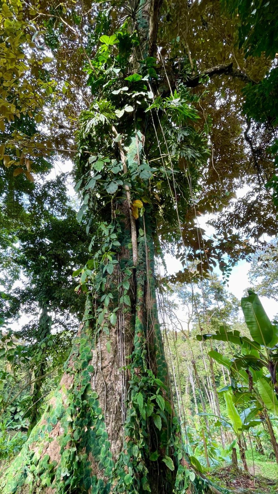 Eden Jungle Lodge Bocas Town Exterior foto
